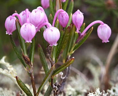 Andromeda polifolia