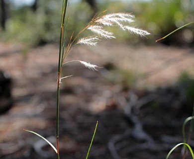 Andropogon floridanus