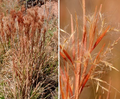 Andropogon glomeratus