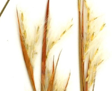 Andropogon tracyi