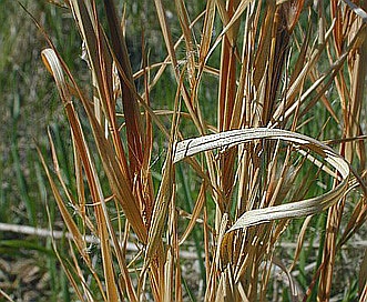 Andropogon virginicus