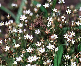 Androsace filiformis