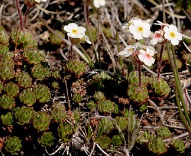 Androsace lehmanniana