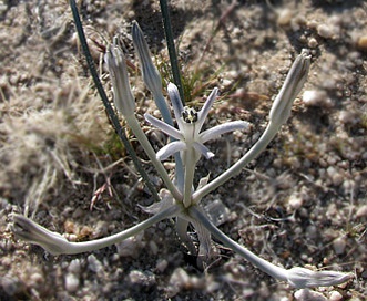 Androstephium breviflorum