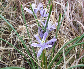 Androstephium coeruleum