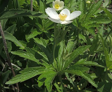 Anemonastrum canadense