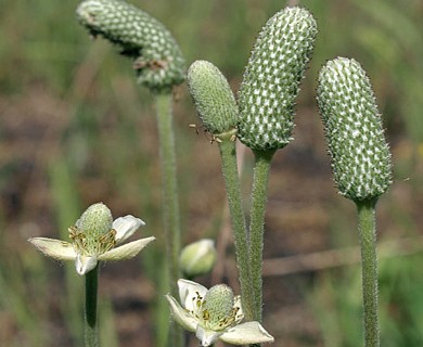 Anemone cylindrica