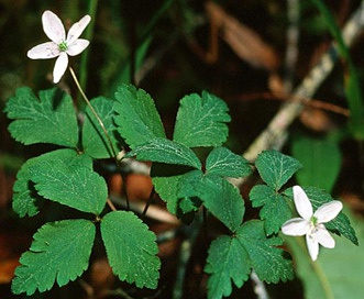 Anemone grayi