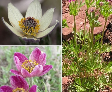 Anemone multifida