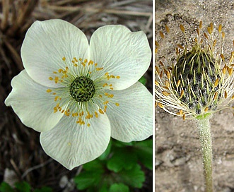 Anemone parviflora