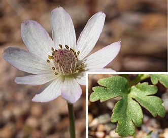 Anemone tuberosa