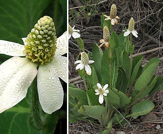 Anemopsis californica