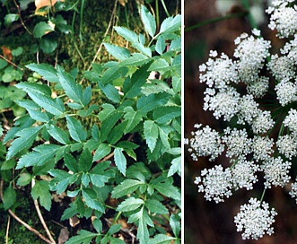 Angelica californica