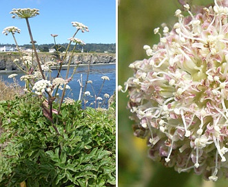 Angelica hendersonii