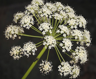 Angelica lineariloba