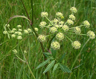 Angelica pinnata