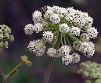 Angelica tomentosa