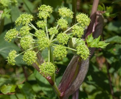 Angelica triquinata