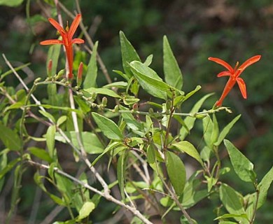 Anisacanthus quadrifidus