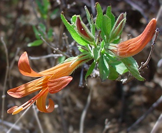 Anisacanthus thurberi