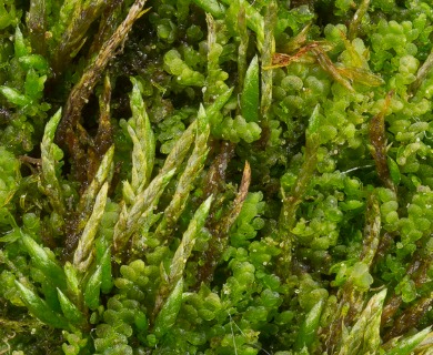 Anomobryum filiforme