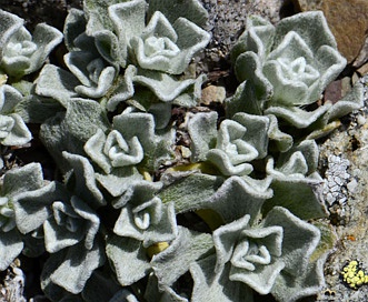 Antennaria aromatica