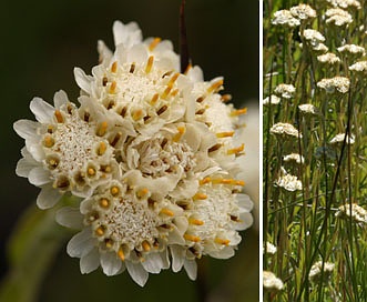 Antennaria corymbosa