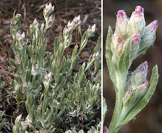 Antennaria geyeri