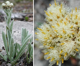 Antennaria lanata