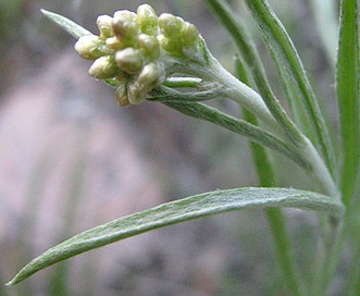 Antennaria luzuloides