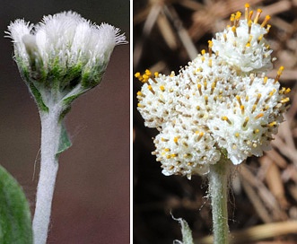 Antennaria parlinii