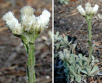 Antennaria parvifolia