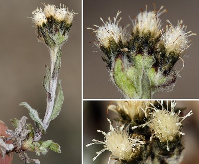 Antennaria pulchella