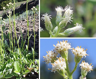 Antennaria racemosa