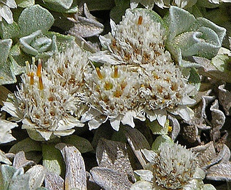 Antennaria rosulata