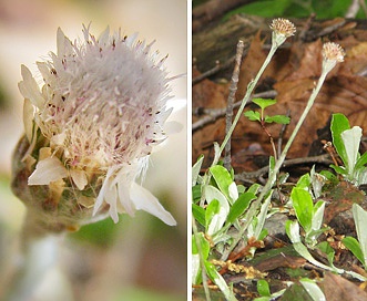 Antennaria solitaria