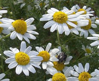 Anthemis arvensis