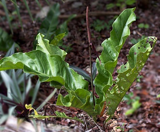 Anthurium schlechtendalii