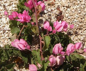 Antigonon leptopus