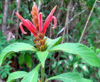 Aphelandra scabra