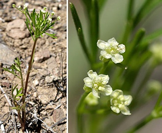 Apiastrum angustifolium