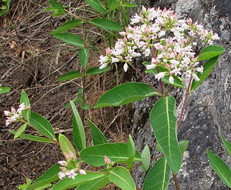 Apocynum X floribundum