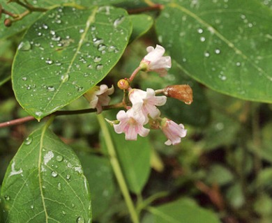 Apocynum androsaemifolium