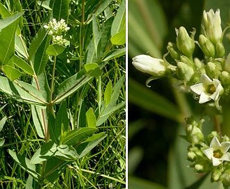 Apocynum cannabinum