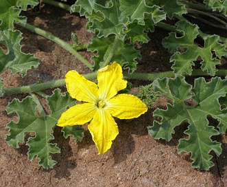 Apodanthera undulata