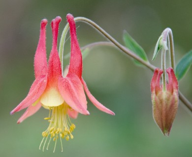 Aquilegia canadensis