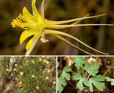 Aquilegia chaplinei