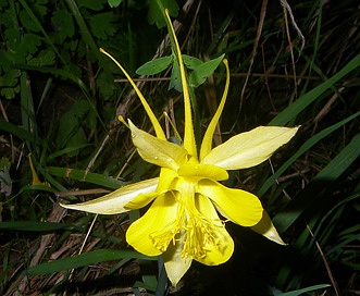 Aquilegia chrysantha