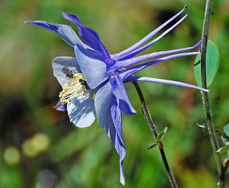 Aquilegia coerulea