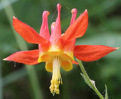 Aquilegia formosa